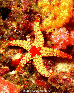 Starfish. by Alexander Nikolaev 